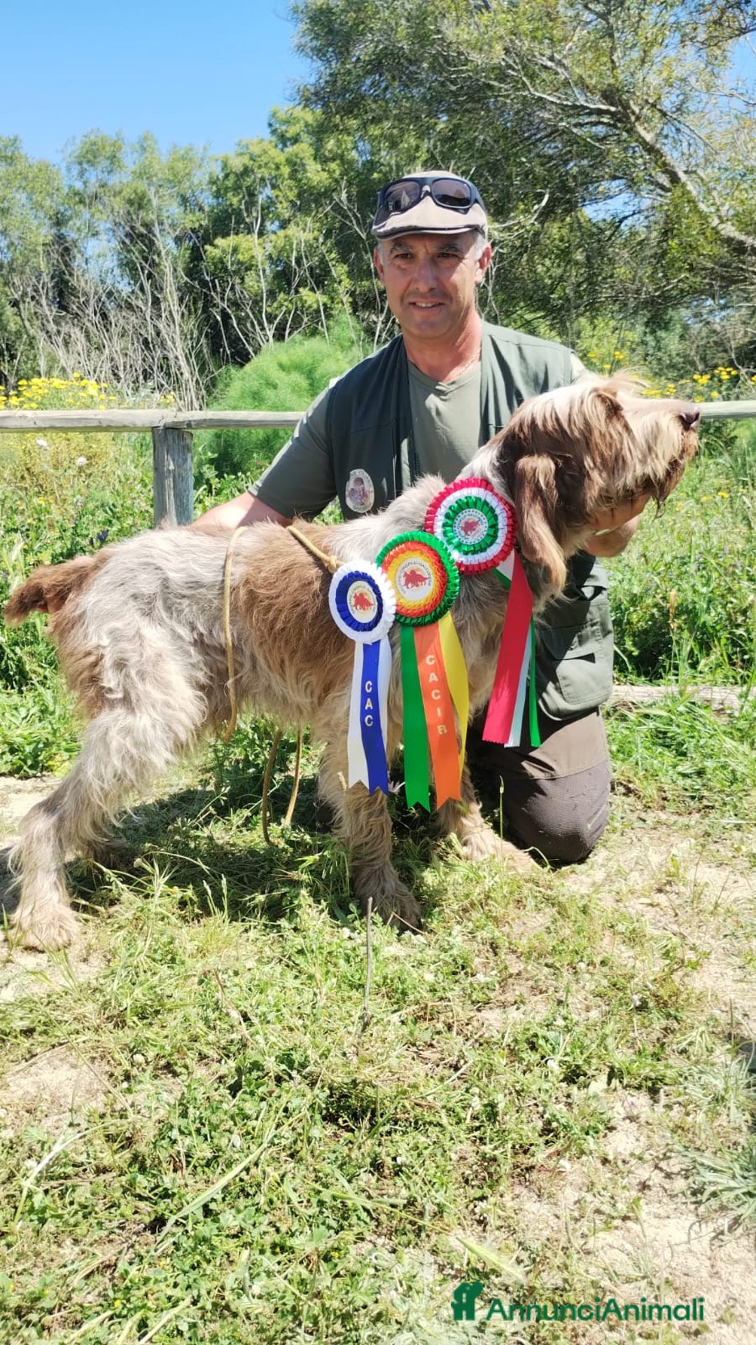 Spinone cani in vendita: Cuccioli di spinone  - Annuncio 2