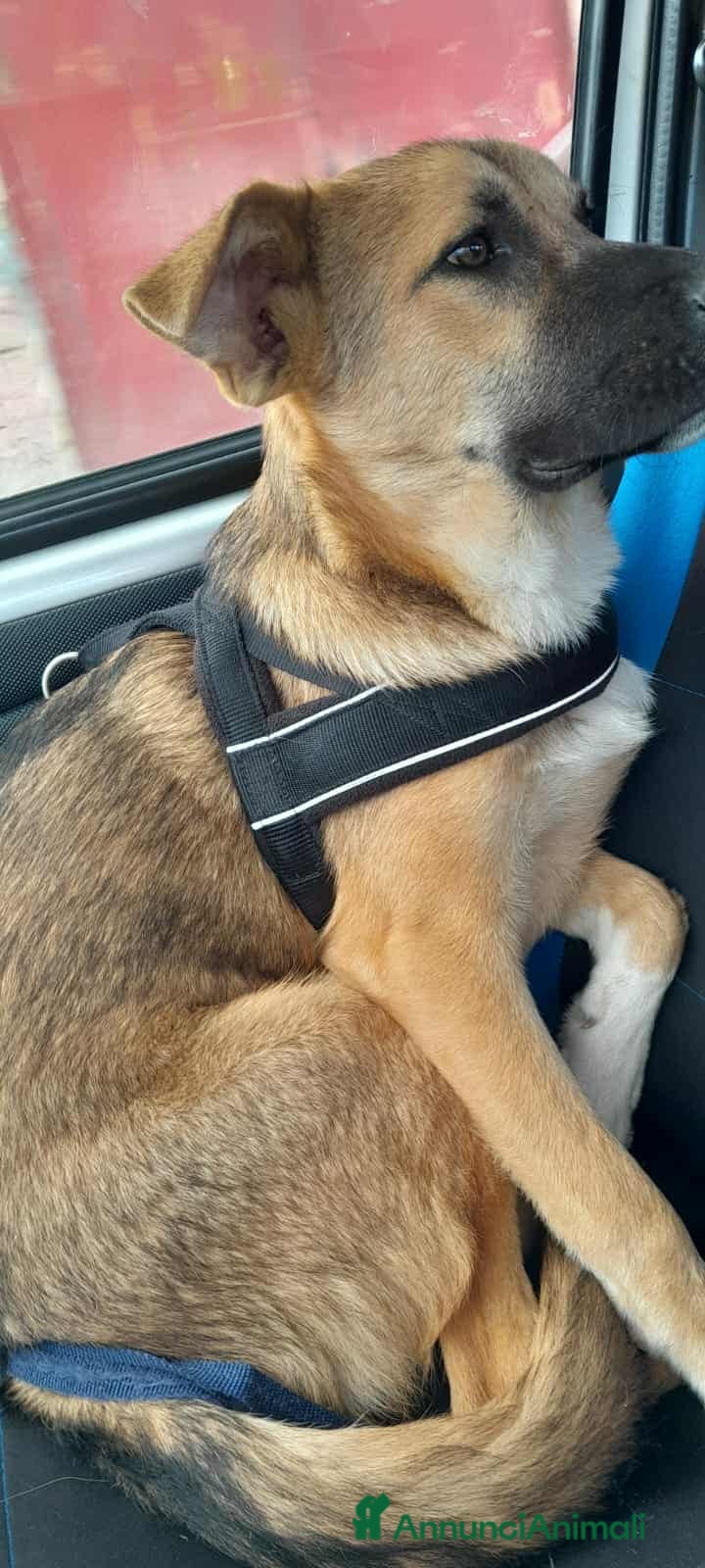 Meticcio cani stupendo Coffy in regalo - Annuncio 2