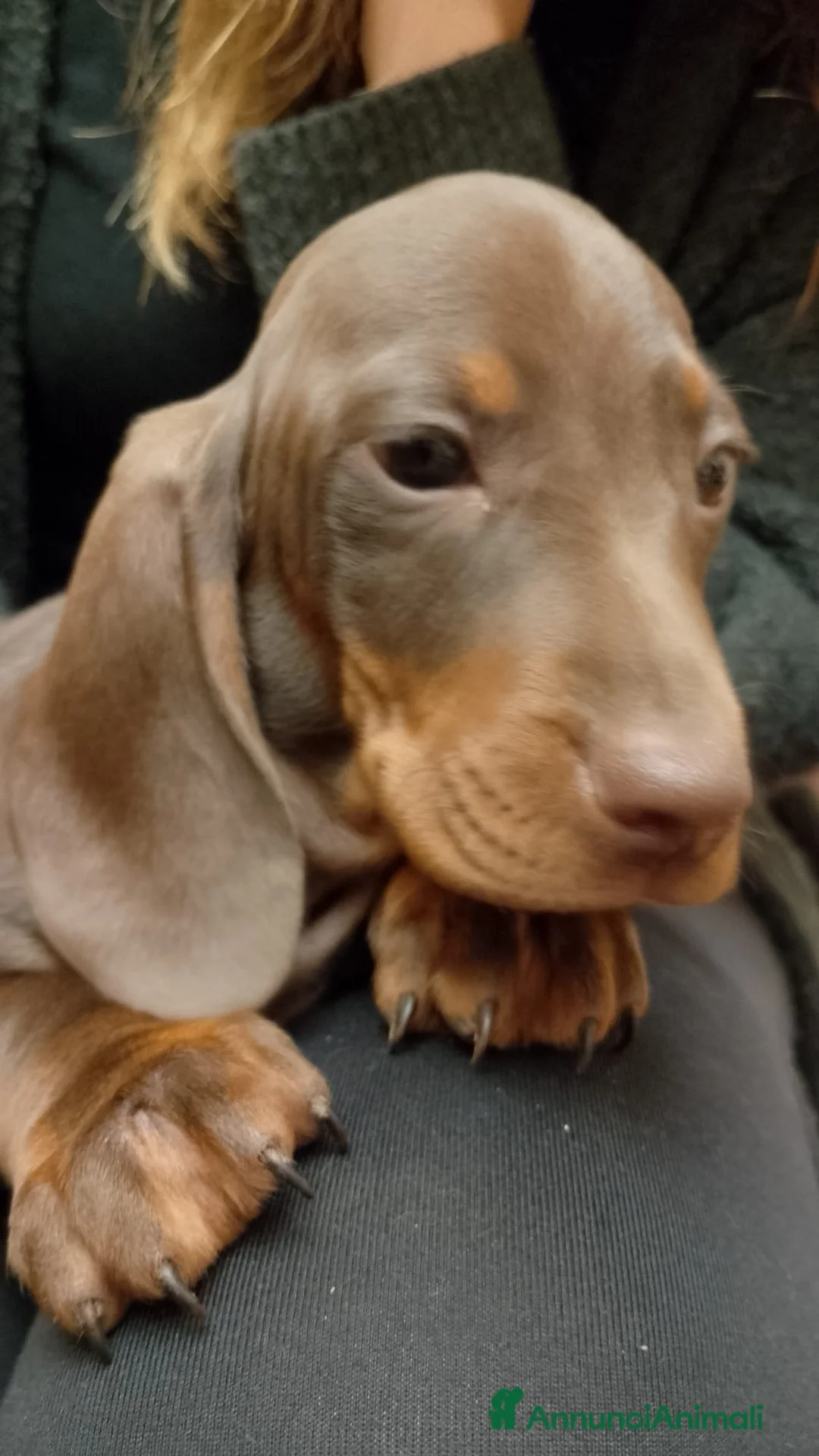 Bassotto cani in vendita: Bassotto Pedigree con Affisso - Annuncio 2