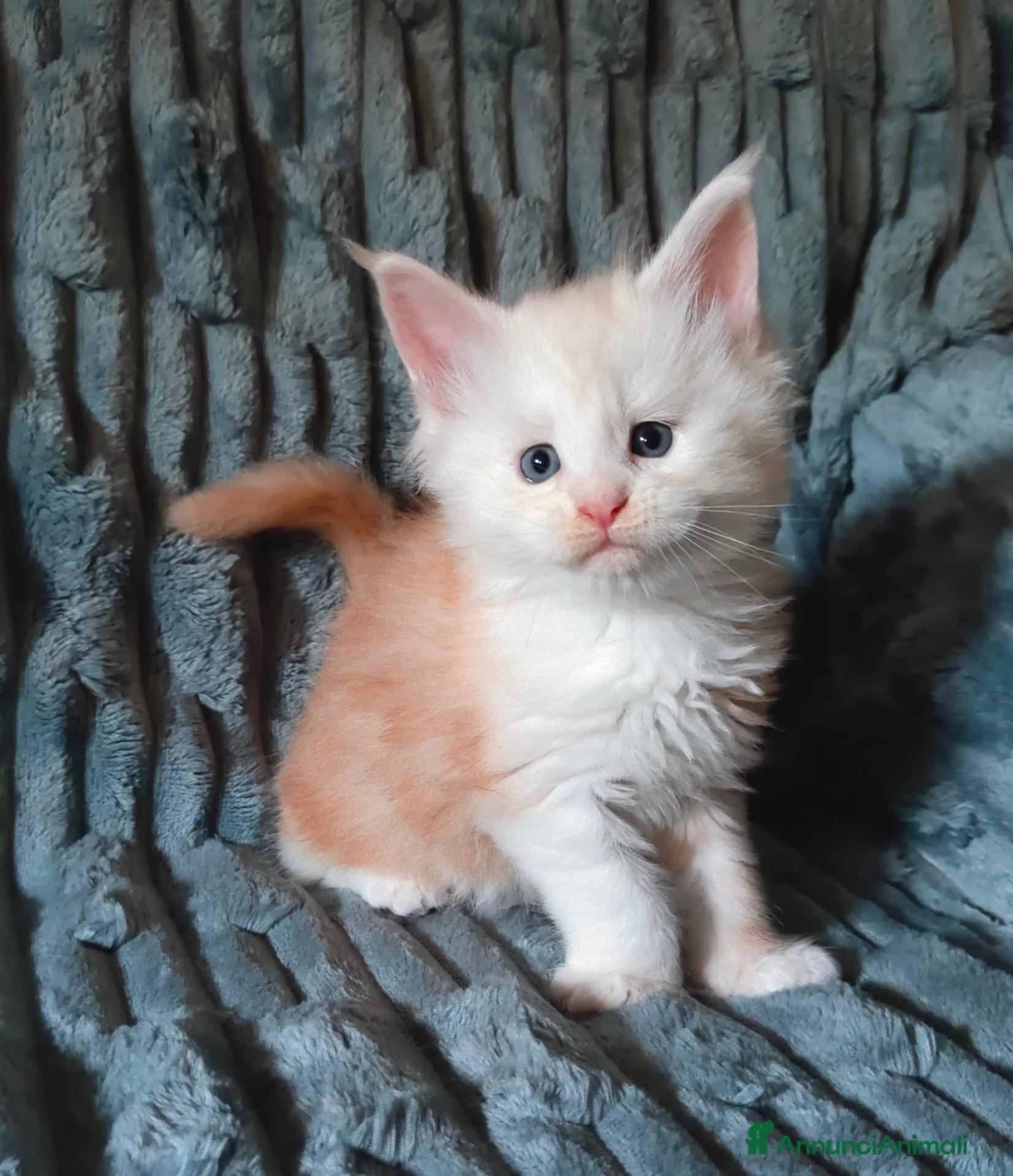 Maine Coon gatti Cuccioli di Maine coon  - Annuncio 2