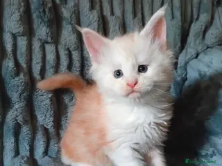 Maine Coon gatti Cuccioli di Maine coon - Annuncio 2