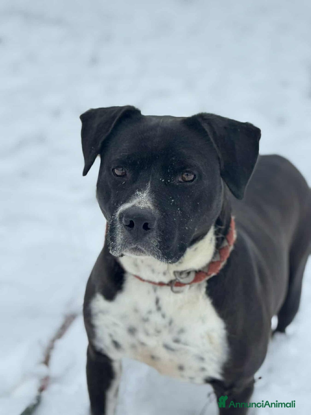 Staffordshire cani in regalo: ROSA, mix STAFFY incredibilmente coccolona! - Annuncio 12