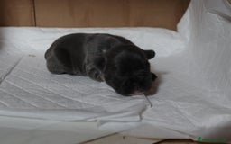Bulldog Francese cani in vendita: Cuccioli di bulldog francese  a Città Metropolitana di Venezia - Immagine 9