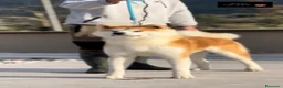 Akita Inu cani in vendita: Cucciolo Akita inu (Top Selection) a Città metropolitana di Roma Capitale - Annuncio 4