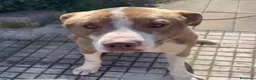 Meticcio cani in regalo: Simil Amstaff splendido 1anno salvato mesi faSICIL - Annuncio 5
