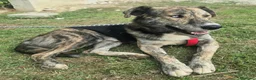 Meticcio cani in regalo: Corsaro 2 anni Taglia media grande  - Annuncio 6