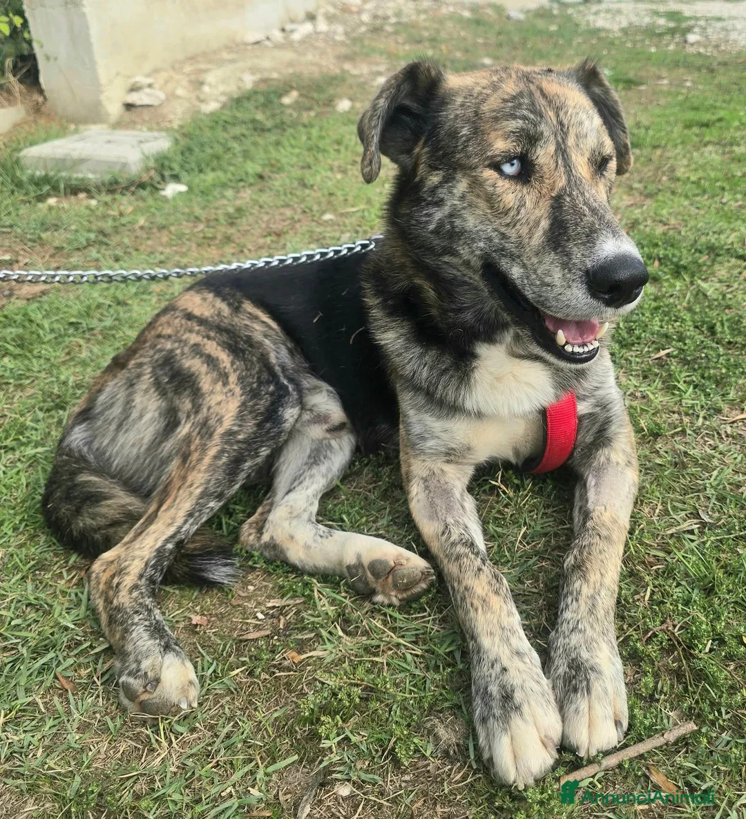 Meticcio cani in regalo: Corsaro 2 anni Taglia media grande  - Annuncio 6