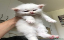 Siberiano gatti in vendita: Cuccioli di Gatto Siberiano Ipoallergenico a Provincia di Varese - Immagine 2