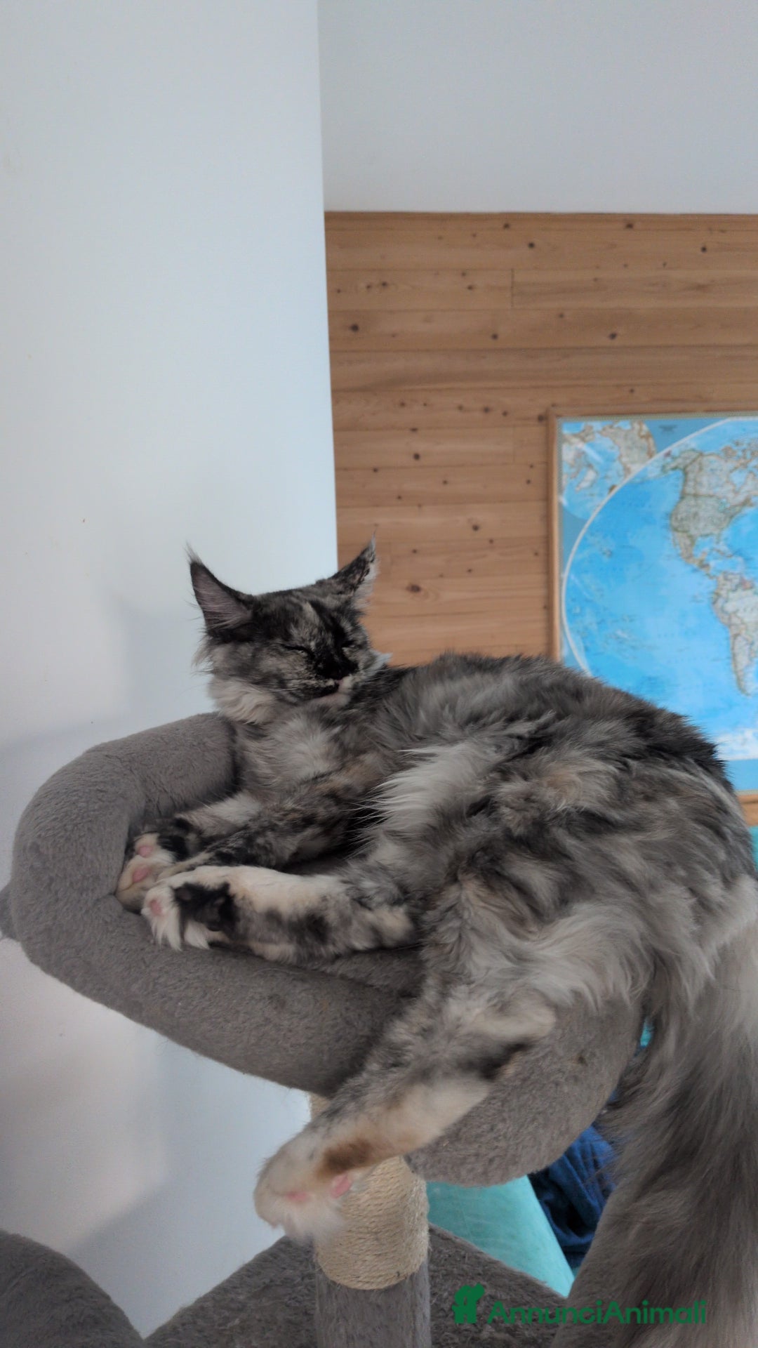 Maine Coon gatti in vendita: Cucciola Maine Coon Pedigree ANFI - Annuncio 17