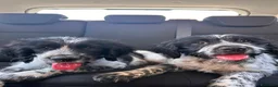 Meticcio cani in regalo: CUCCIOLI IN CERCA D'AMORE  a Provincia di Prato - Annuncio 2