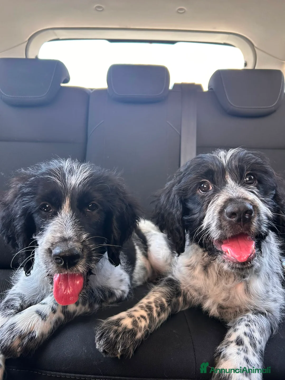 Meticcio cani in regalo: CUCCIOLI IN CERCA D'AMORE  a Provincia di Prato - Annuncio 2