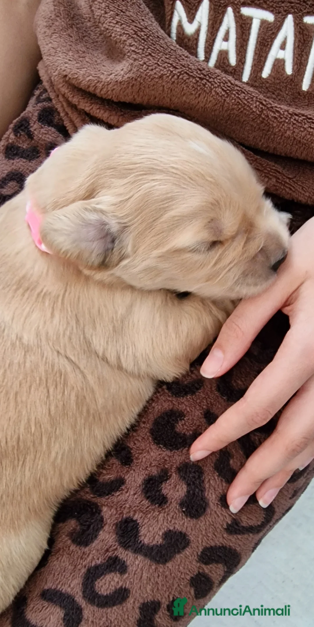 Golden Retriever cani in vendita: 3 Cucciole femmina golden retriever - Annuncio 5