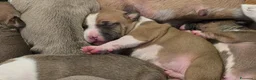 American Staffordshire cani in vendita: Cuccioli di amstaff - Annuncio 6
