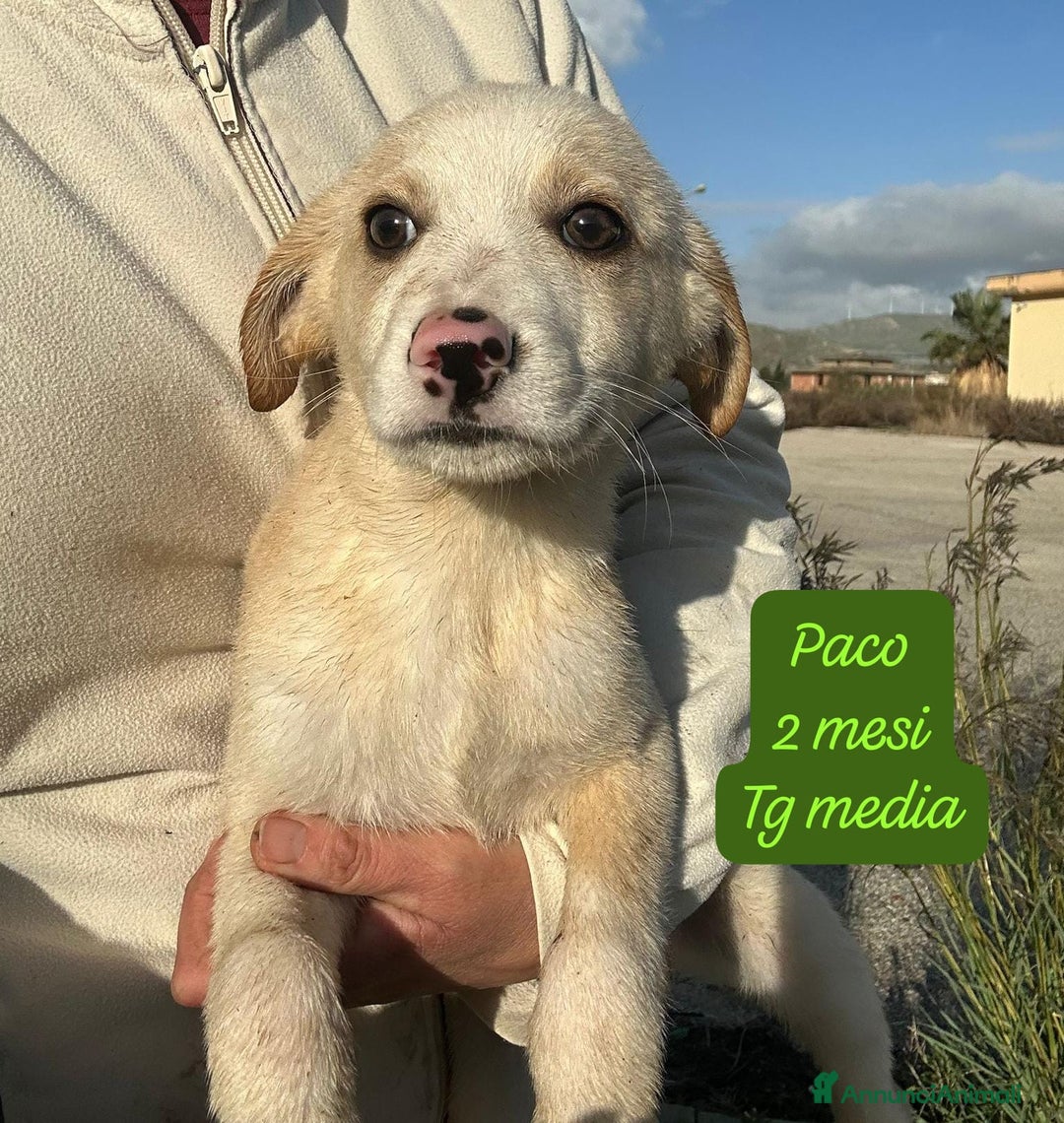 Meticcio cani in regalo: Cuccioli, non hanno chiesto di nascere  - Annuncio 6