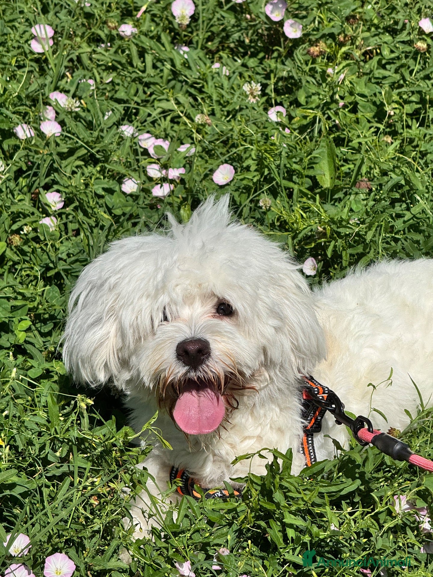 Maltese cani Maltese  - Annuncio 5