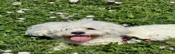Maltese cani in vendita: Maltese  - Annuncio 1