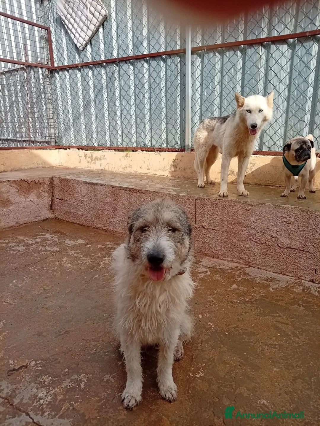 Meticcio cani in regalo: Misty, una giocherellona spettinata - Annuncio 4