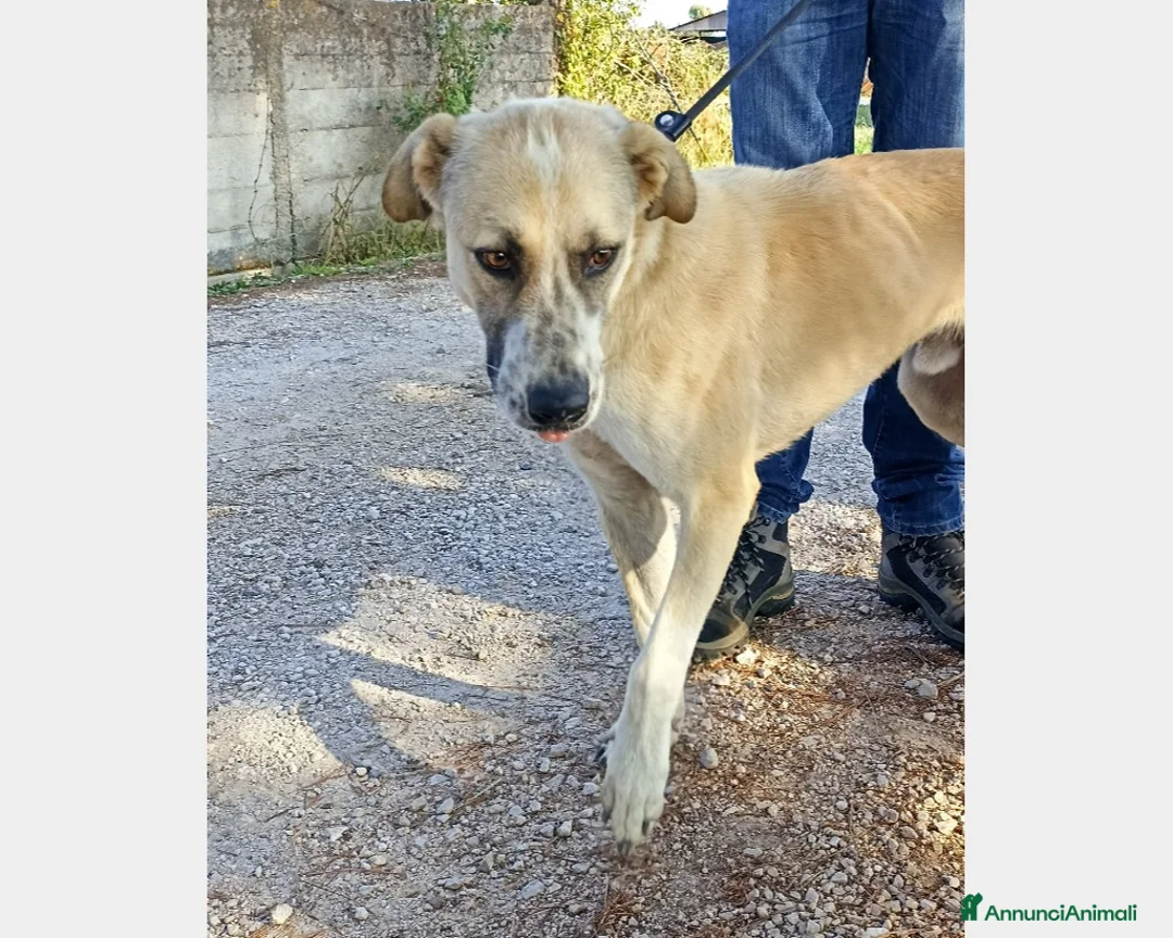 Meticcio cani in regalo: Ercole, meraviglioso incrocio Pastore cane maschio a Latina - Annuncio 1