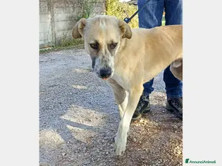 Meticcio cani Ercole, meraviglioso incrocio Pastore cane maschio a Latina - Annuncio 9