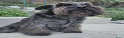 Mini Schnauzer cani in regalo: Schnauzer nano femmina adulta (pensione) - Annuncio 4
