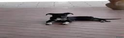 Meticcio cani in regalo: Cucciola NON LA VOGLIONO+!!!! SOS SALVEZZA SICILIA - Annuncio 1
