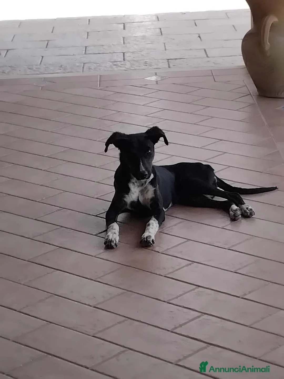 Meticcio cani in regalo: Cucciola NON LA VOGLIONO+!!!! SOS SALVEZZA SICILIA - Annuncio 1