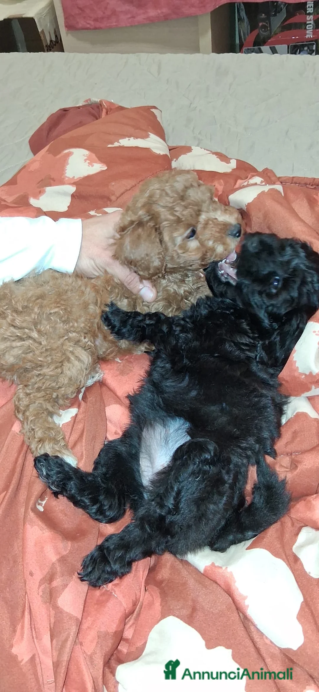 Maltipoo cani in vendita: Maltipoo  - Annuncio 4