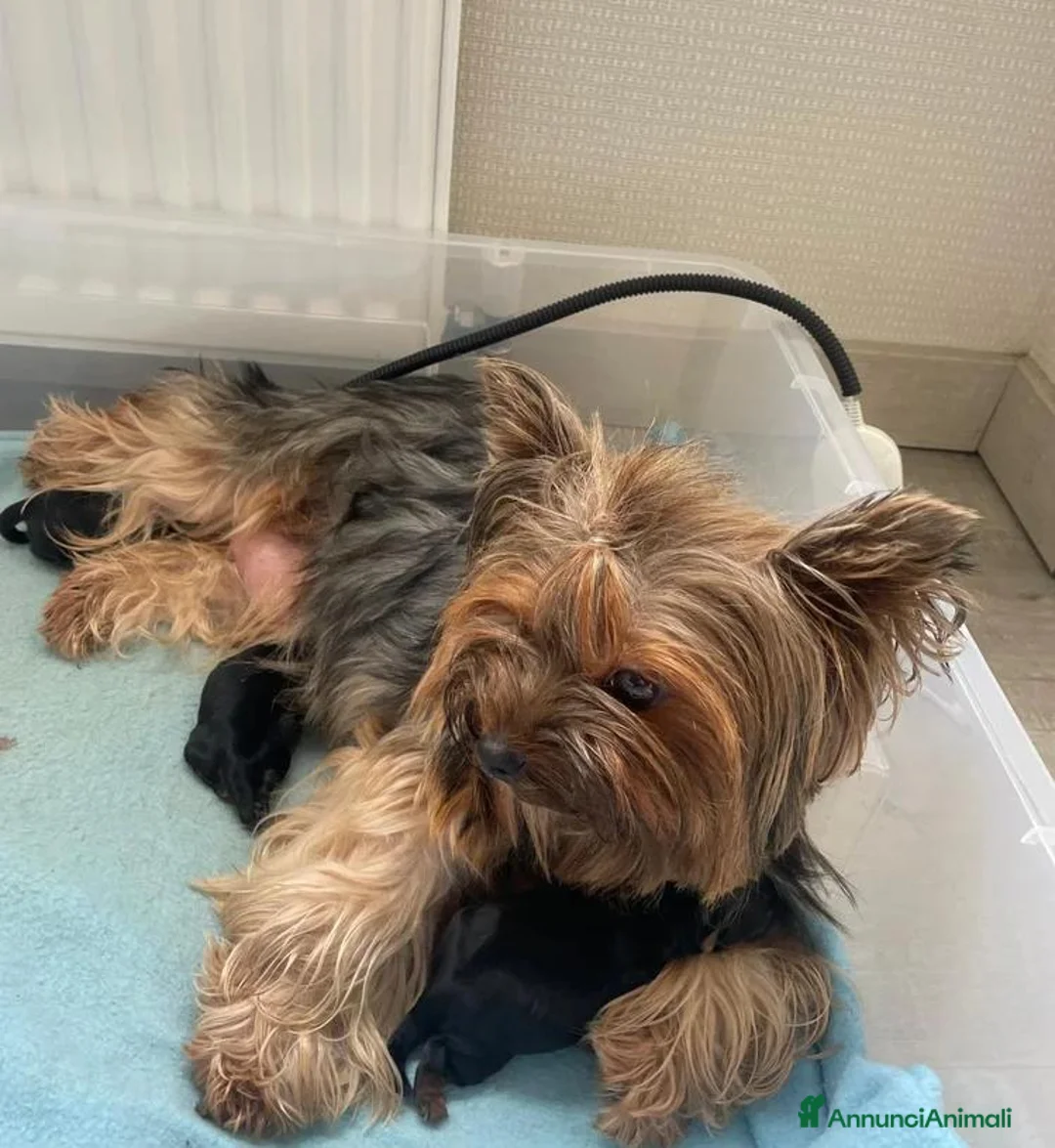 Yorkshire cani in vendita: Cuccioli di Yorkshire Terrier - Annuncio 15