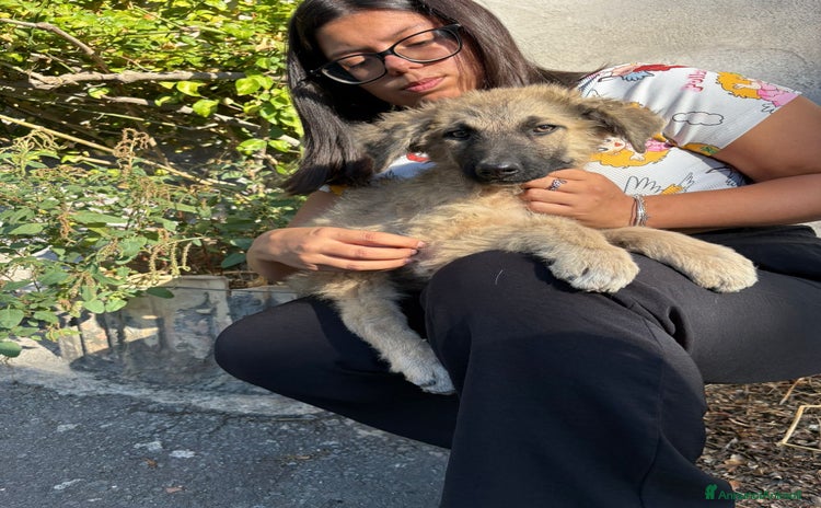 Pastore Tedesco cani - Annuncio 19