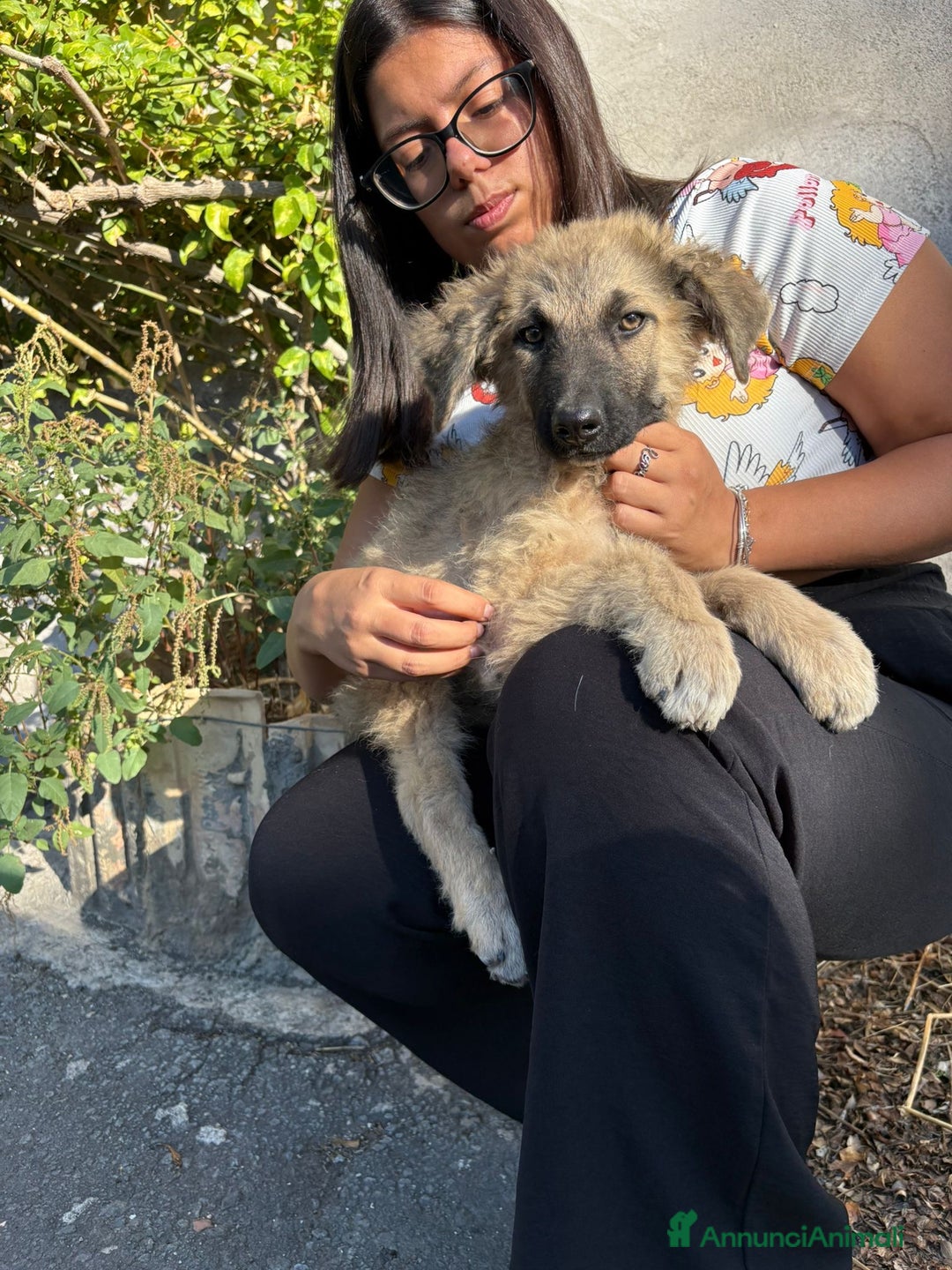 Pastore Tedesco cani in regalo: Ninjia cerca casa🩵 - Immagine 1