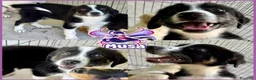 Meticcio cani in regalo: Musa cucciola 3 mesi taglia media a Città Metropolitana di Genova - Annuncio 1