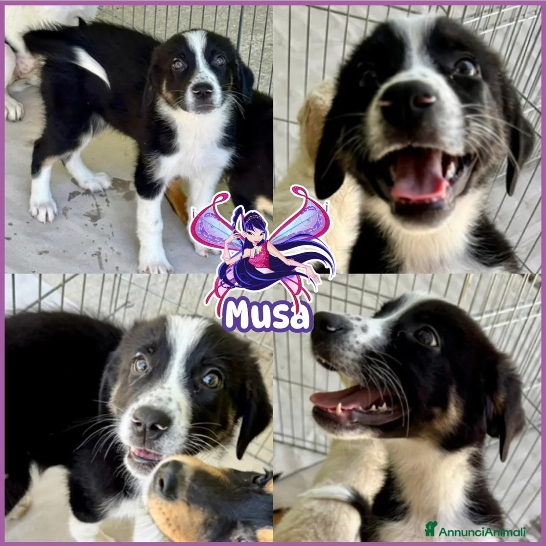 Meticcio cani in regalo: Musa cucciola 3 mesi taglia media a Città Metropolitana di Genova - Annuncio 1
