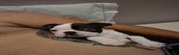 Boston Terrier cani in vendita: Per info 3518210391 - Annuncio 5