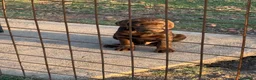 Labrador cani in vendita: Cucciolo Labrador choco - Annuncio 4