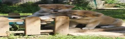 Akita Inu cani in vendita: Cuccioli di Akita da allevamento ENCI - Lombardia - Annuncio 3