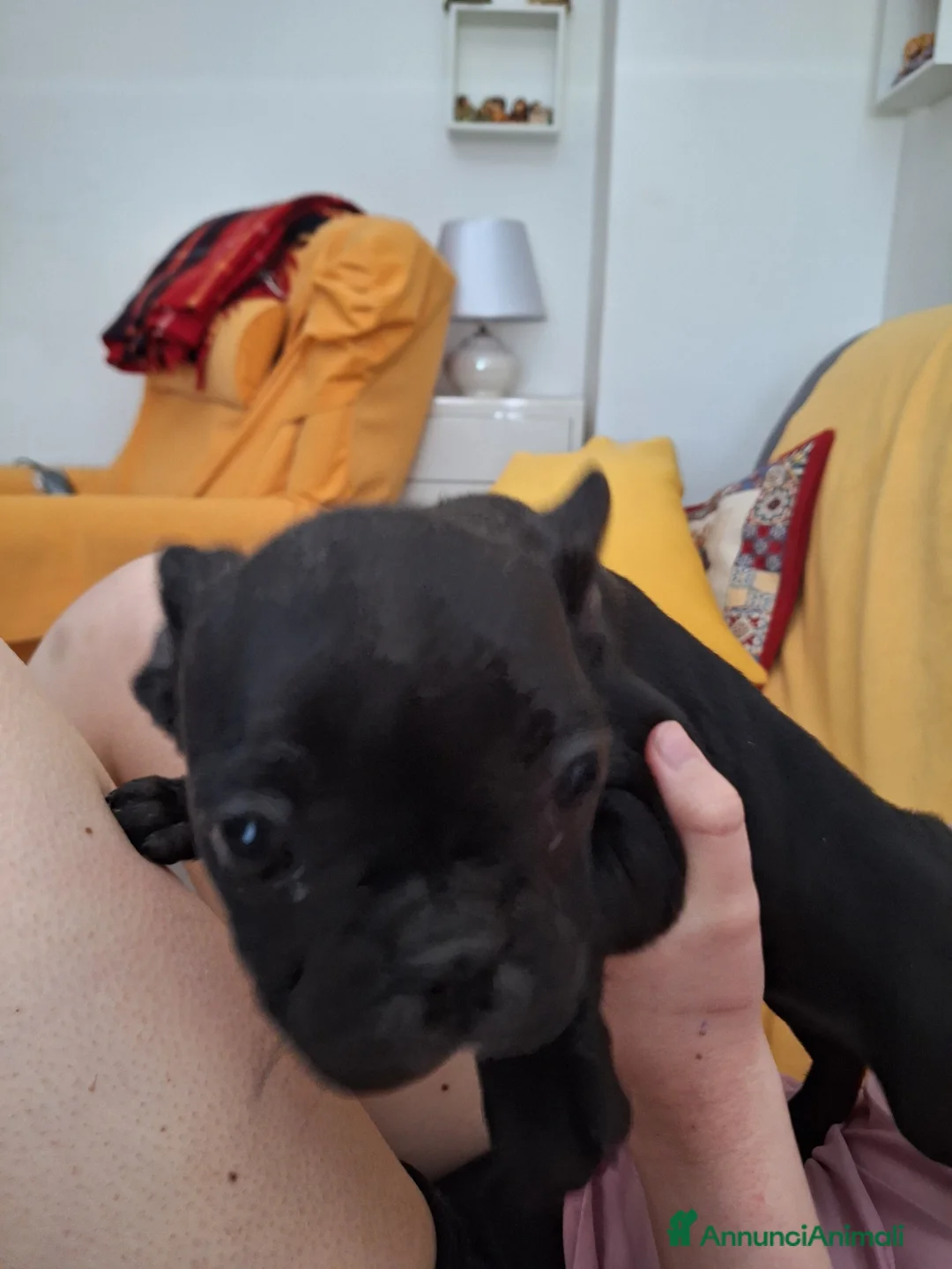 Bulldog Francese cani in vendita: Cucciola Bulldog francese  - Annuncio 2