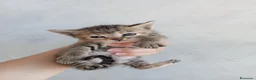 Meticcio gatti in regalo: Gattini - Annuncio 1