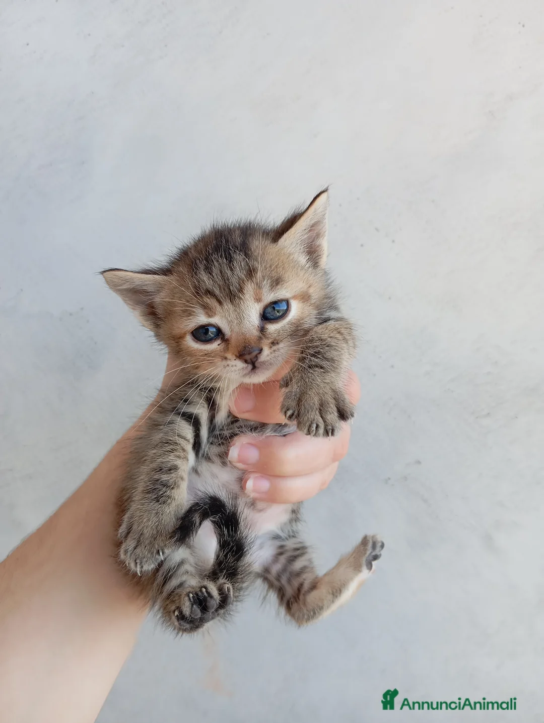 Meticcio gatti in regalo: Gattini - Annuncio 1