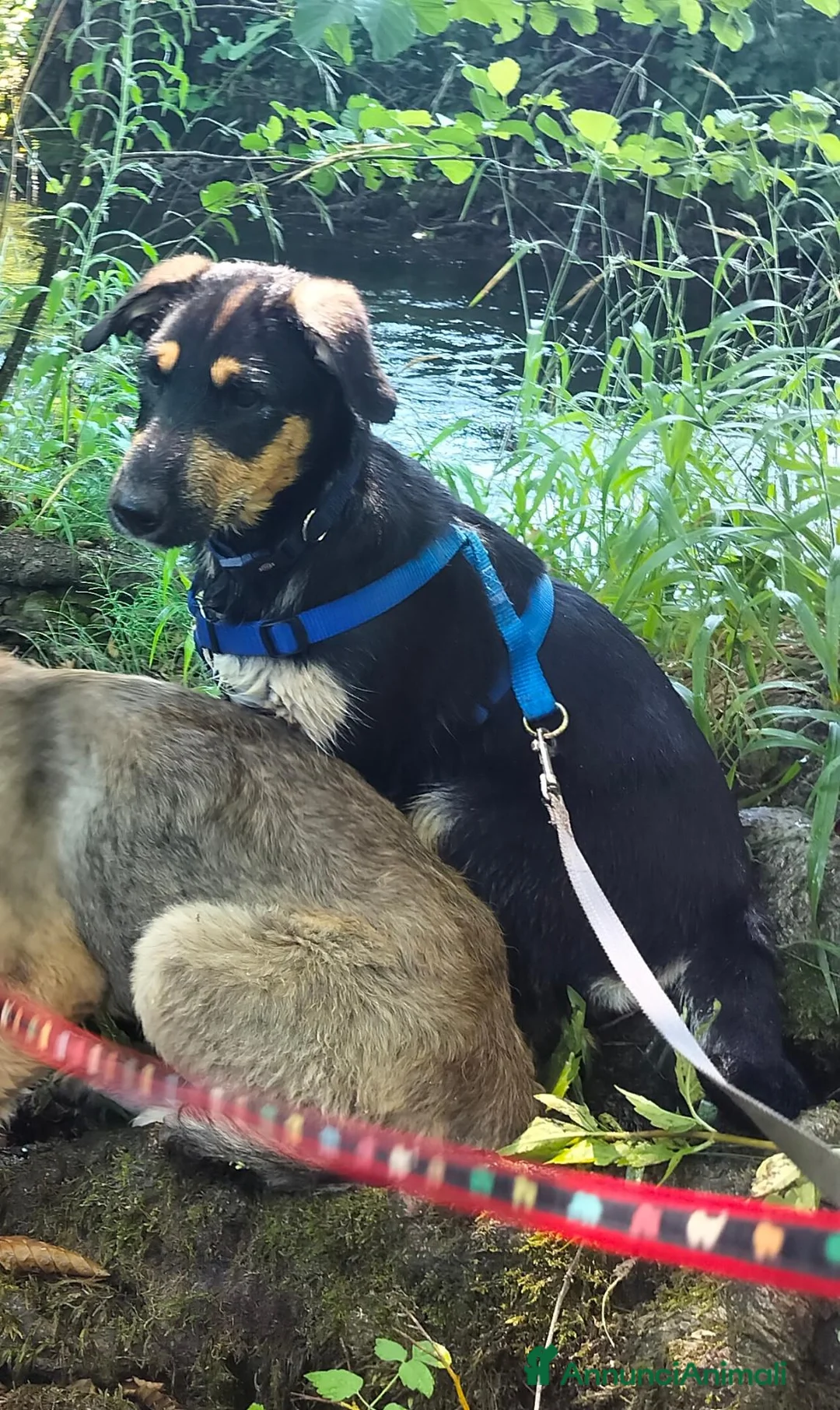 Meticcio cani in regalo: Cucciolo cerca casa - Annuncio 1