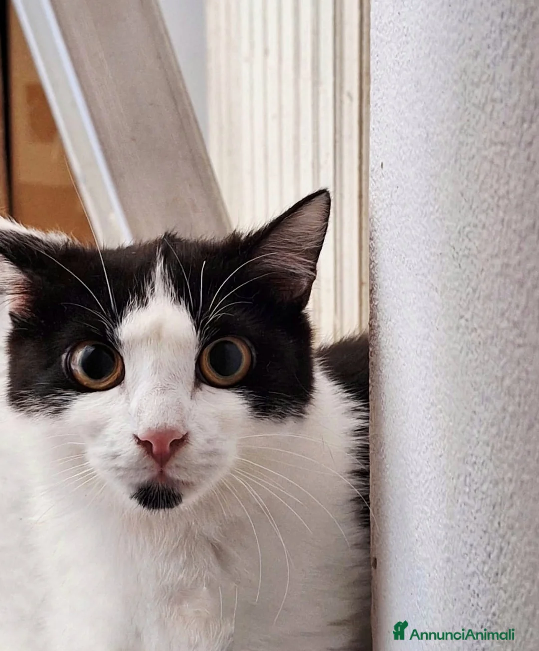 Meticcio gatti in regalo: GATTI a Provincia di Piacenza - Annuncio 3