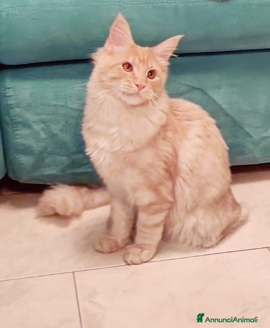 Maine Coon gatti Cucciolo Maine Coon pedigree ANFI  - Annuncio 14