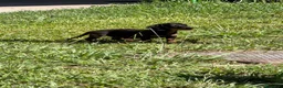 Bassotto Nano cani in vendita: Bassotto a Provincia di Avellino - Annuncio 4