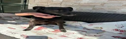 Meticcio cani in regalo: Billy: taglia contenuta, dolce e socievole  - Annuncio 3
