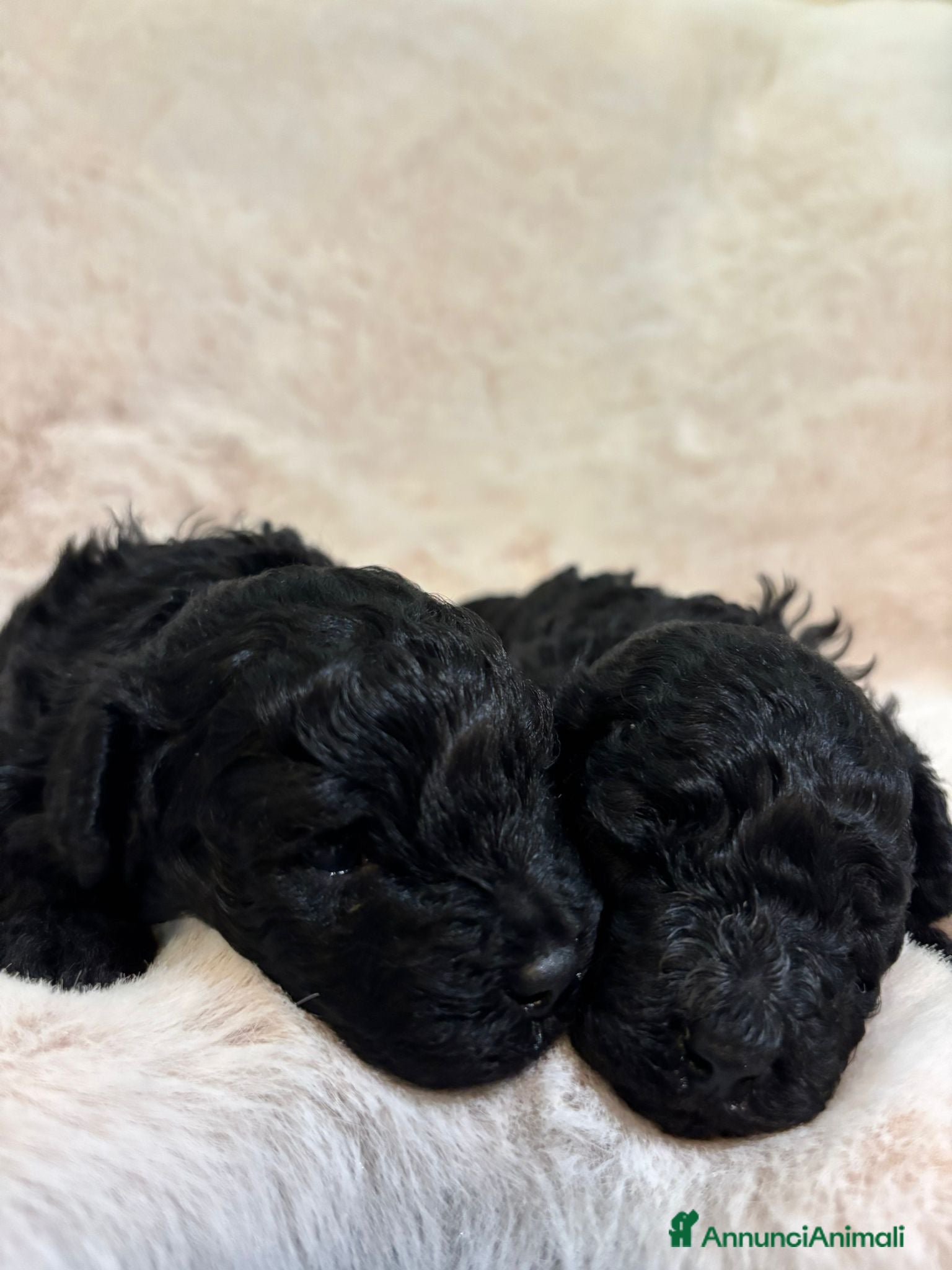 Barboncino cani Barboncininnani neri - Annuncio 1