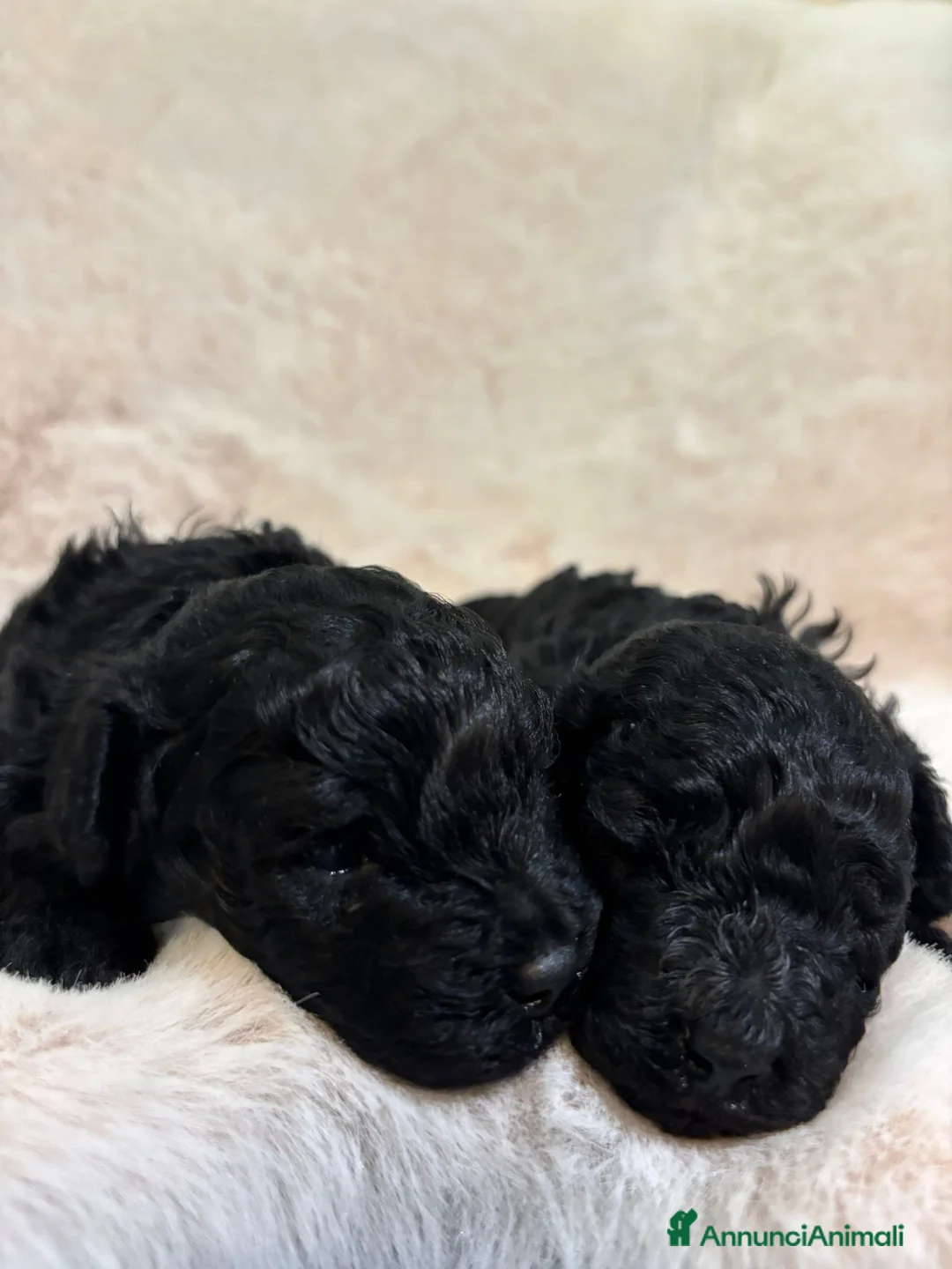 Barboncino cani in vendita: Barboncininnani neri - Annuncio 1