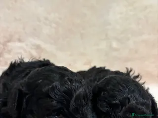 Barboncino cani Barboncininnani neri - Annuncio 2