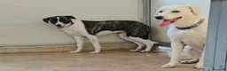 Meticcio cani in regalo: Kira: dolcissima, cessione di proprietà  - Annuncio 3