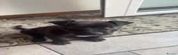 Meticcio cani in vendita: Animale  a Città metropolitana di Milano - Annuncio 3