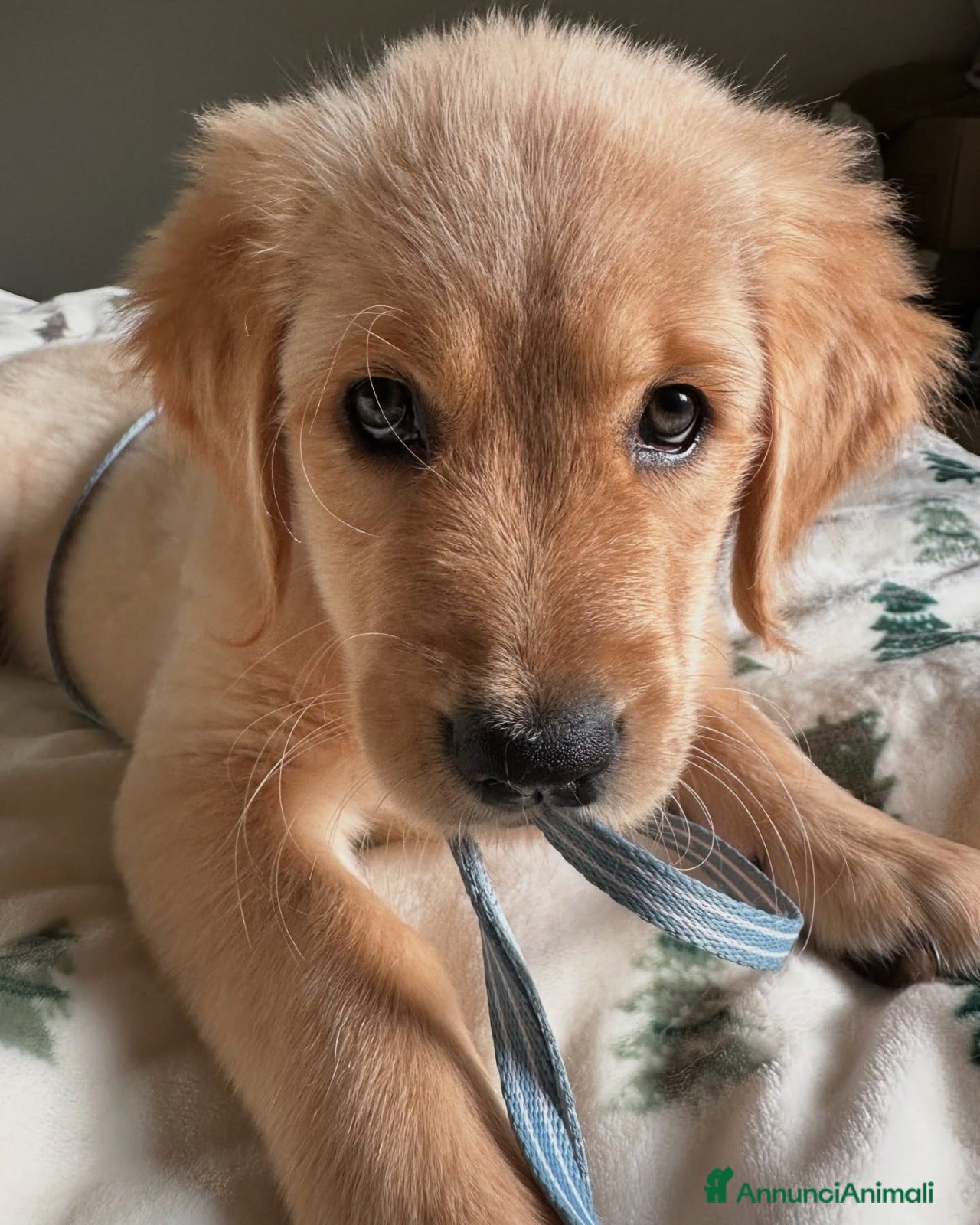 Golden Retriever cani Disponibili Golden Retriever - Annuncio 4