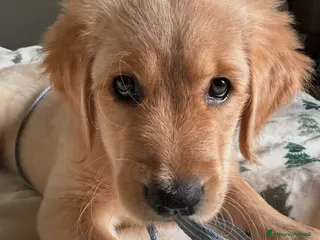 Golden Retriever cani Disponibili Golden Retriever - Annuncio 4